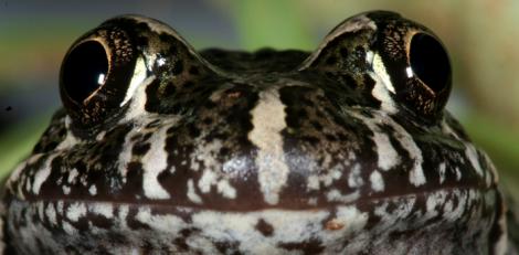 Marbled Frog