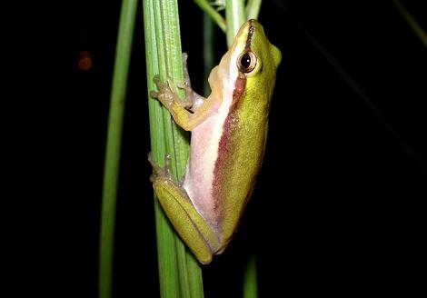 Northern Dwarf Tree Frog