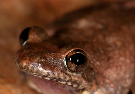 Rock Frog Close-up
