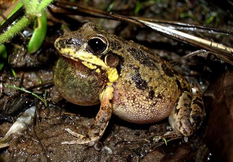 Calling Male Bumpy Rocket Frog