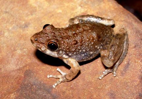 Rockhole Frog