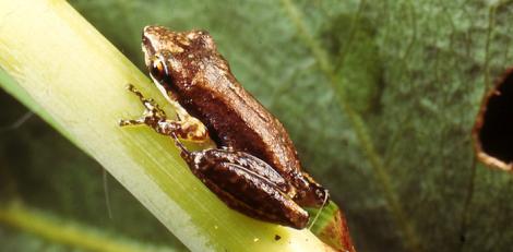 Javelin Frog sitting on a leaf