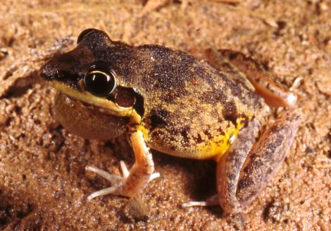 Calling Male Pale Rocket Frog