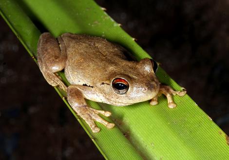 Northern Laughing Tree Frog