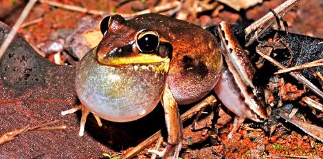 Calling Male Black Shinned Rocket frog