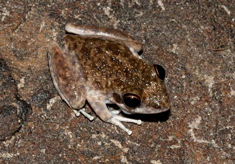 Chattering Rock Frog