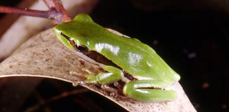 Green Slender Tree Frog on a Leaf