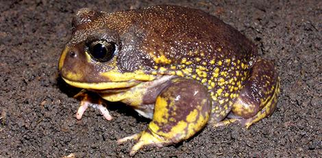 Large Male Hooting Frog