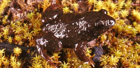 Roseate Frog on Moss