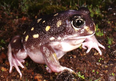 Western Spotted Frog