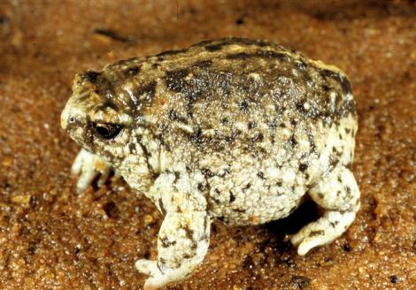 Southern Sandhill Frog