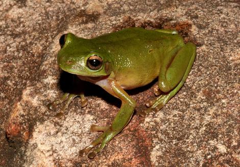 Cave Frog