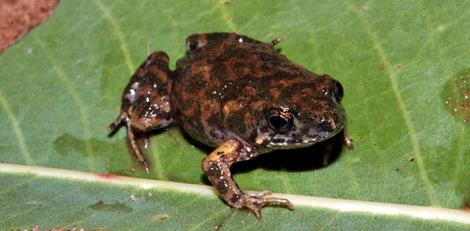 Small Toadlet