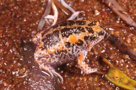 Male Toadlet