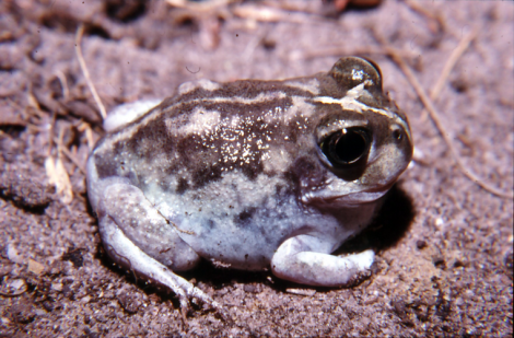 White-footed Trilling Frog
