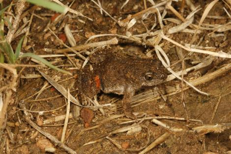 Blacksoil Toadlet