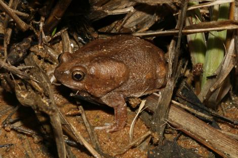 Mole Toadlet