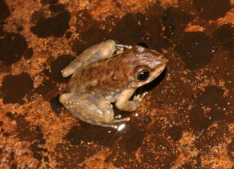 Kimberley Rockhole Frog