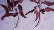 Plant pressing of the Dampier pea plant