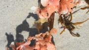 Image of Frilly Pink Algae lying on a beach.