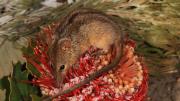 A small honey possum feeding on a banksia flower