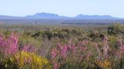 Landscape of mountains and flowers