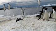 Penguins leaping out of the antarctic waters 