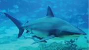 Shark swimming with fishes