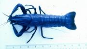 A freshwater crayfish specimen