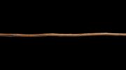 Spear with wooden barb, Eucalyptus doratoyxlon (spearwood mallee), King George Sound, 1821. 
