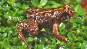 Frog on moss