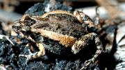 Frog on a log