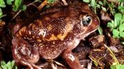 Moaning Frog, dark coloured