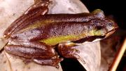 Frog on leaf