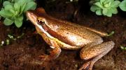 Large brown female