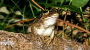 Motorbike Frog looking out from a tree