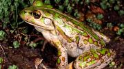 Large Motorbike Frog