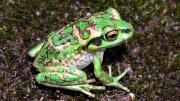 Baby Motorbike Frog