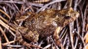 Image of Bleating Froglet amongst grass