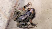 Frog on leaf