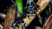 Eggs on a branch
