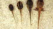 Tadpoles