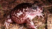 Sand Frog on sand