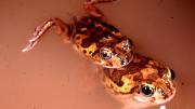 Shoemaker Frogs mating in water