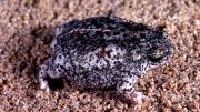 Frog on sand