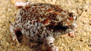 Frog on sand