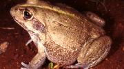 Brown version of Giant Frog