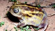 Frog on ground