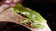 Frog on leaf