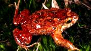 Red Quacking Frog